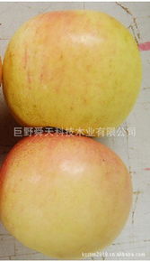 巨野舜天科技木業 跨界創新，開啟生鮮水果產業新篇章